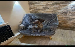German Wirehaired Pointer dogs for sale: German wired haired stunning pointer pups  in Preston - Image 18