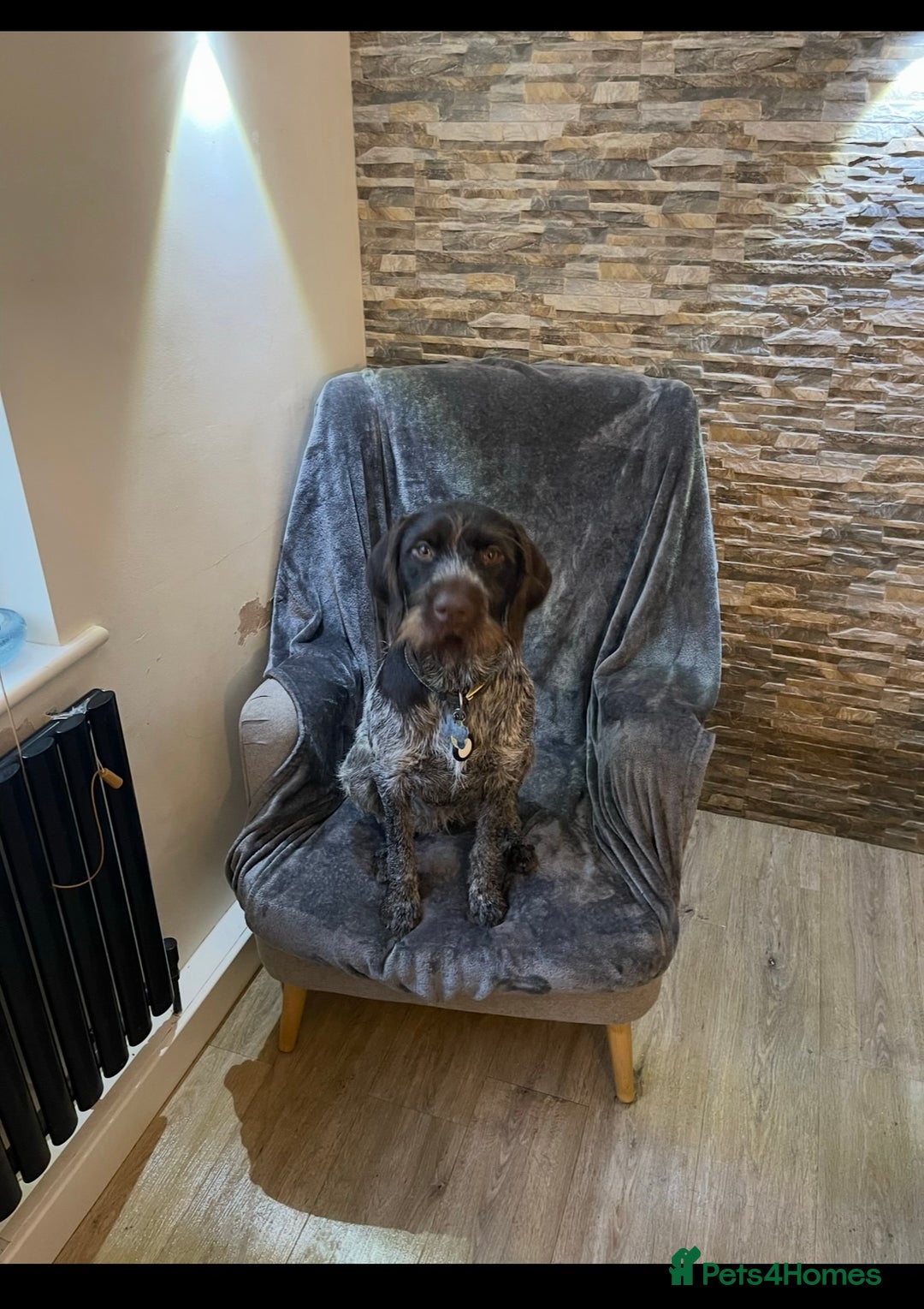 German Wirehaired Pointer dogs for sale: German wired haired stunning pointer pups  in Preston - Image 18