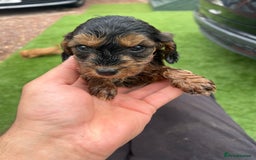 Cockapoo dogs for sale: Coockapoo - Image 10
