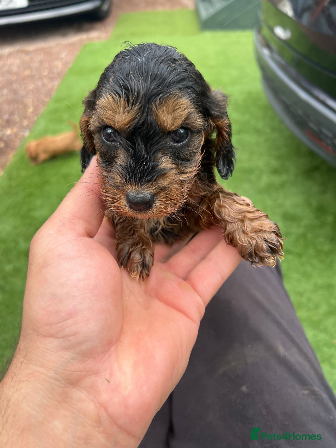 Cockapoo dogs for sale: Coockapoo - Image 10
