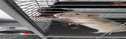 Rat rodents for sale: 2 rats both males  in Huntingdon - Advert 4