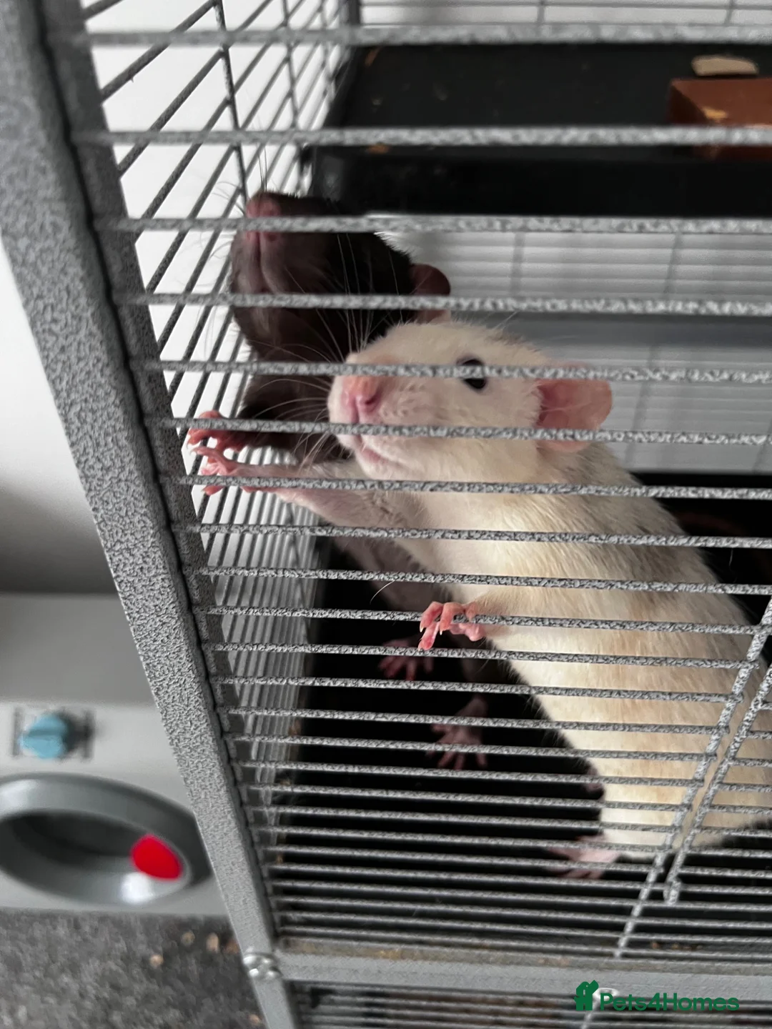 Rat rodents for sale: 2 rats both males  in Huntingdon - Advert 4