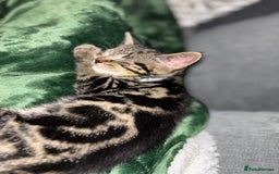 American Shorthair cats for sale: Tabby Kitten  - Image 19