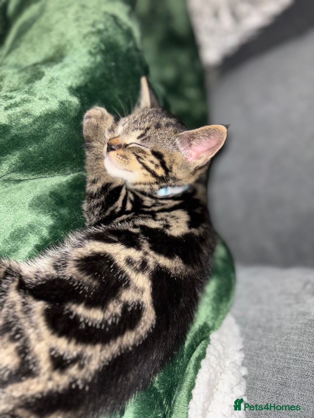 American Shorthair cats for sale: Tabby Kitten  - Image 19