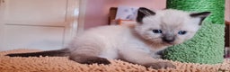 Ragdoll cats for stud: Stud Muffin in Ilkeston - Advert 24