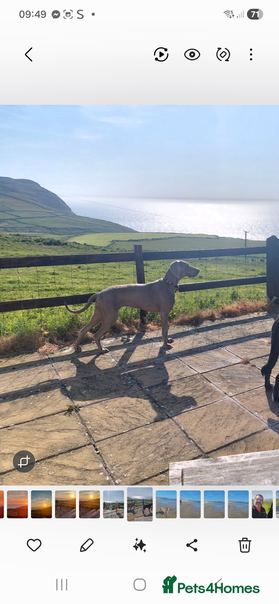 Weimaraner dogs for sale: Weimaraner KC Reg GUNALT CHAMPION BLOODLINE  - Advert 6