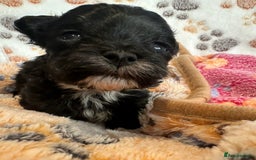 Maltipoo dogs for sale: F1 Toy Maltipoos - Image 28