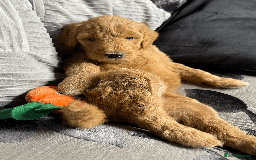 Goldendoodle dogs for sale: F1B Goldendoodle Puppies from a Therapy Dog - Image 21