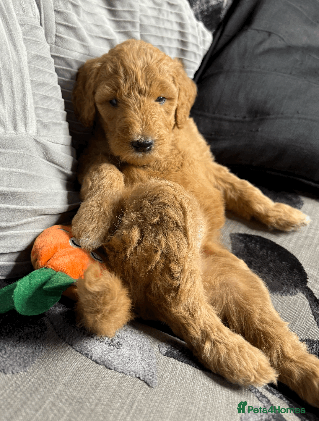 Goldendoodle dogs for sale: F1B Goldendoodle Puppies from a Therapy Dog - Image 21