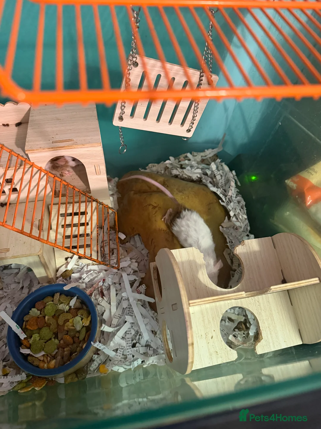 Mouse rodents for sale: Fancy Mice for Sale – £10 Each - Advert 5