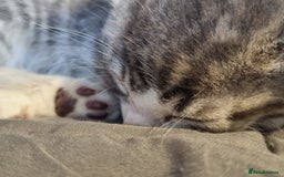 Maine Coon cats for sale: Main coon/ British short hair mix - Image 8