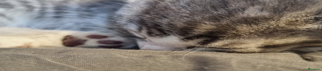 Maine Coon Kitten 2