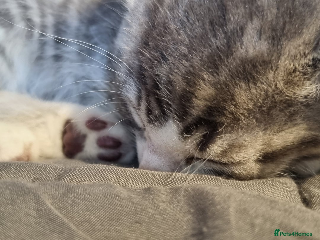 Maine Coon cats for sale: Main coon/ British short hair mix - Image 8