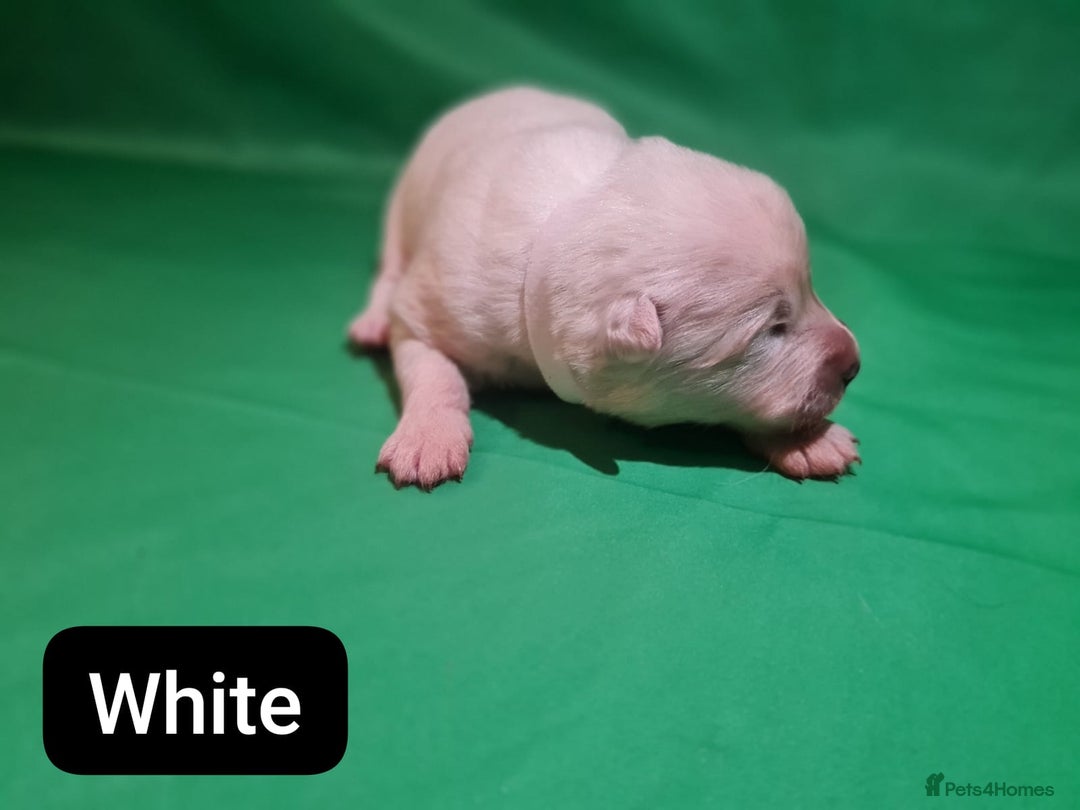 Samoyed dogs for sale: 🐾 Exceptional Pedigree Samoyed Puppies  🐾 - Image 15