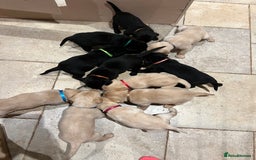 Labrador Retriever dogs for sale: Stunning Labrador puppies - Advert 4