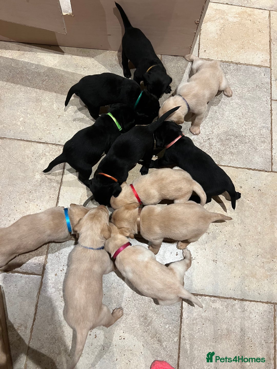 Labrador Retriever dogs for sale: Stunning Labrador puppies - Advert 4