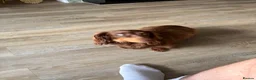 Dachshund dogs for sale: Miniature Dachshund puppies in Tamworth - Advert 3