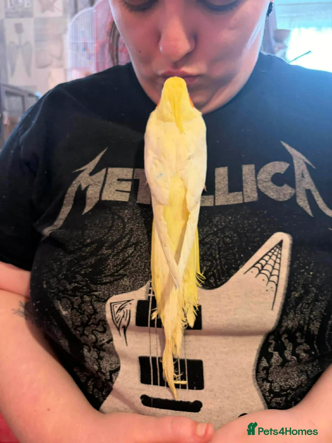 Cockatiels birds for sale: Hand reared baby cockatiels - Advert 2