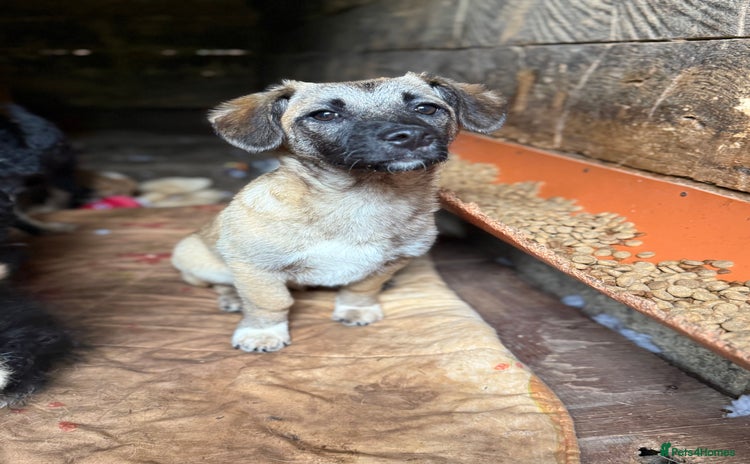 Mixed Breed dogs in Brighton - Advert 5