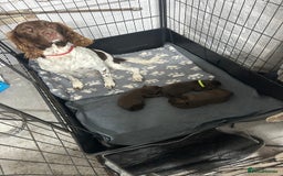 Sprocker dogs for sale: 3 Gorgeous brown sprokers boy puppies  - Image 2