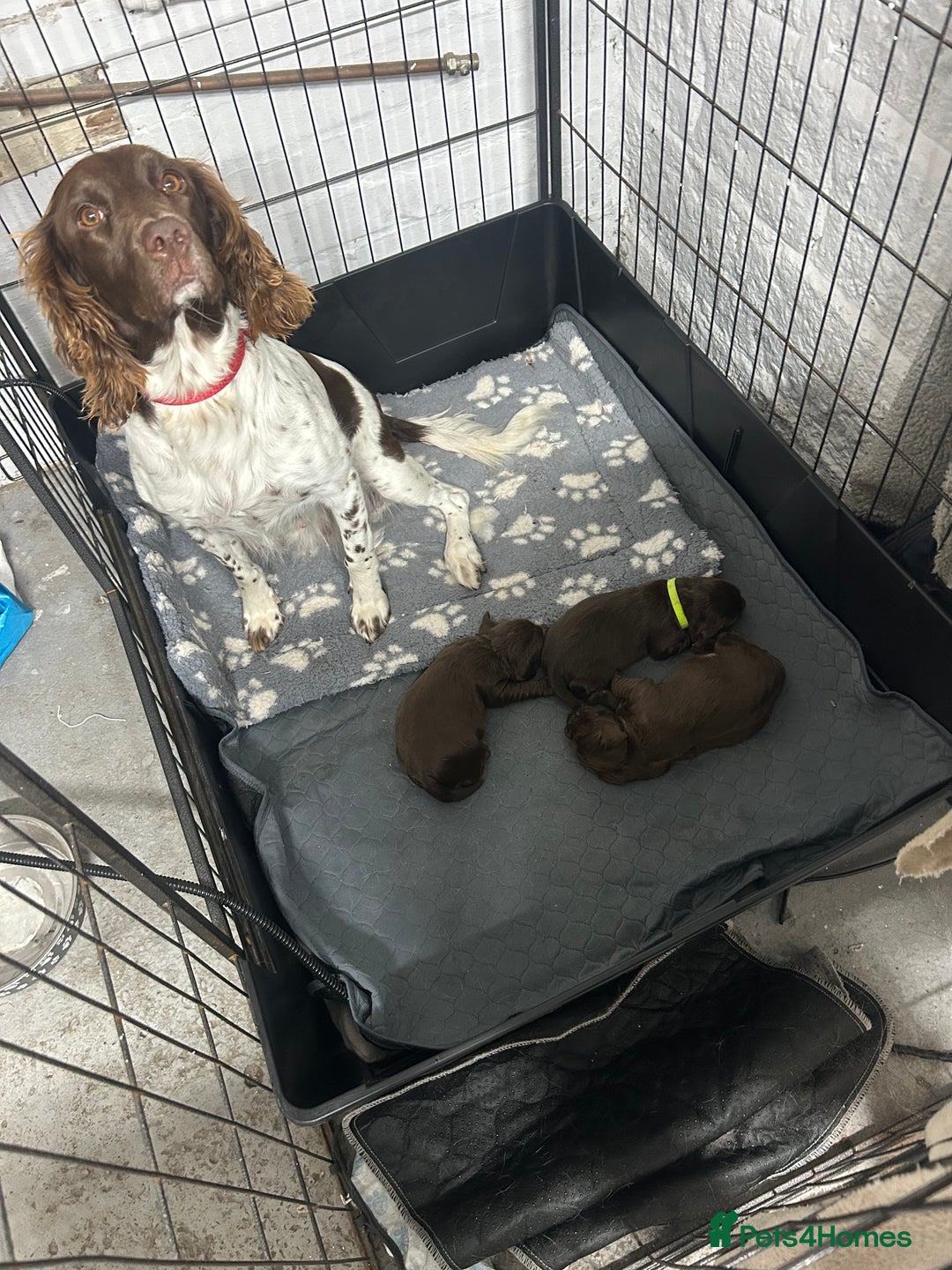 Sprocker dogs for sale: 3 Gorgeous brown sprokers boy puppies  - Image 2