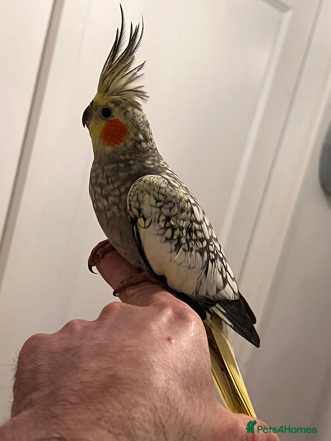 Cockatiels birds for sale: Cocktails for sale - Advert 6