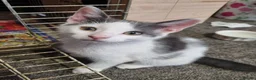 Mixed Breed cats for sale: 3 Kittens Ready to leave in Smethwick - Advert 5