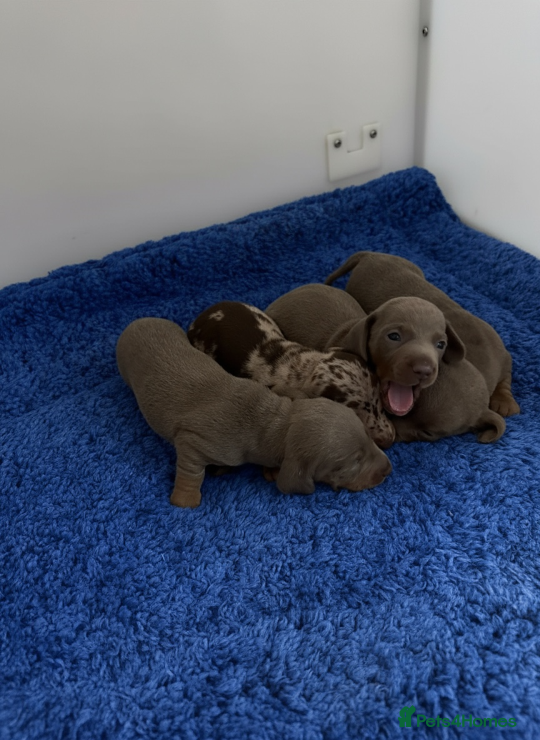 Miniature Dachshund dogs for sale: Rainbow minture Dashounds - Image 2