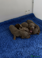 Miniature Dachshund dogs Rainbow minture Dashounds - Advert 6