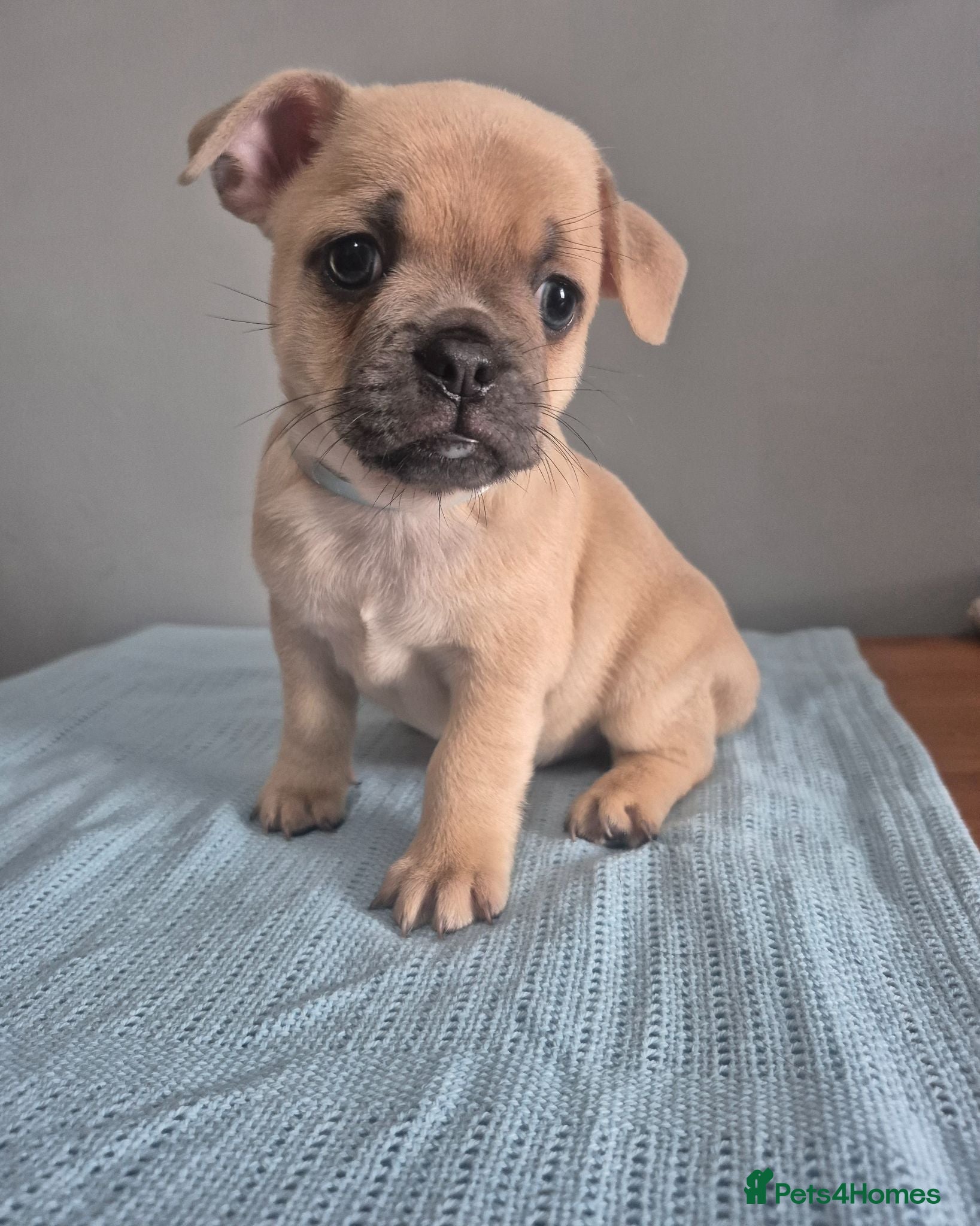 Mixed Breed dogs Frenchie Mix  - Advert 2