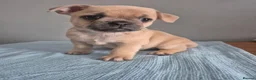 Mixed Breed dogs for sale: Frenchie Mix  - Advert 1