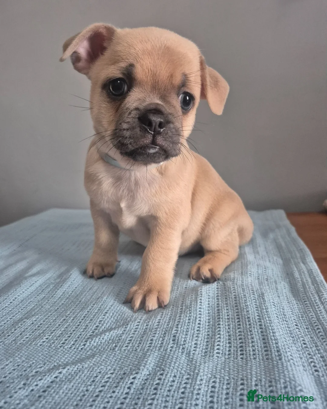 Mixed Breed dogs for sale: Frenchie Mix  - Advert 1
