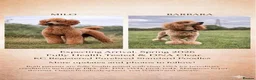 Standard Poodle dogs for sale: KC Standard poodle puppies - RED - Advert 2