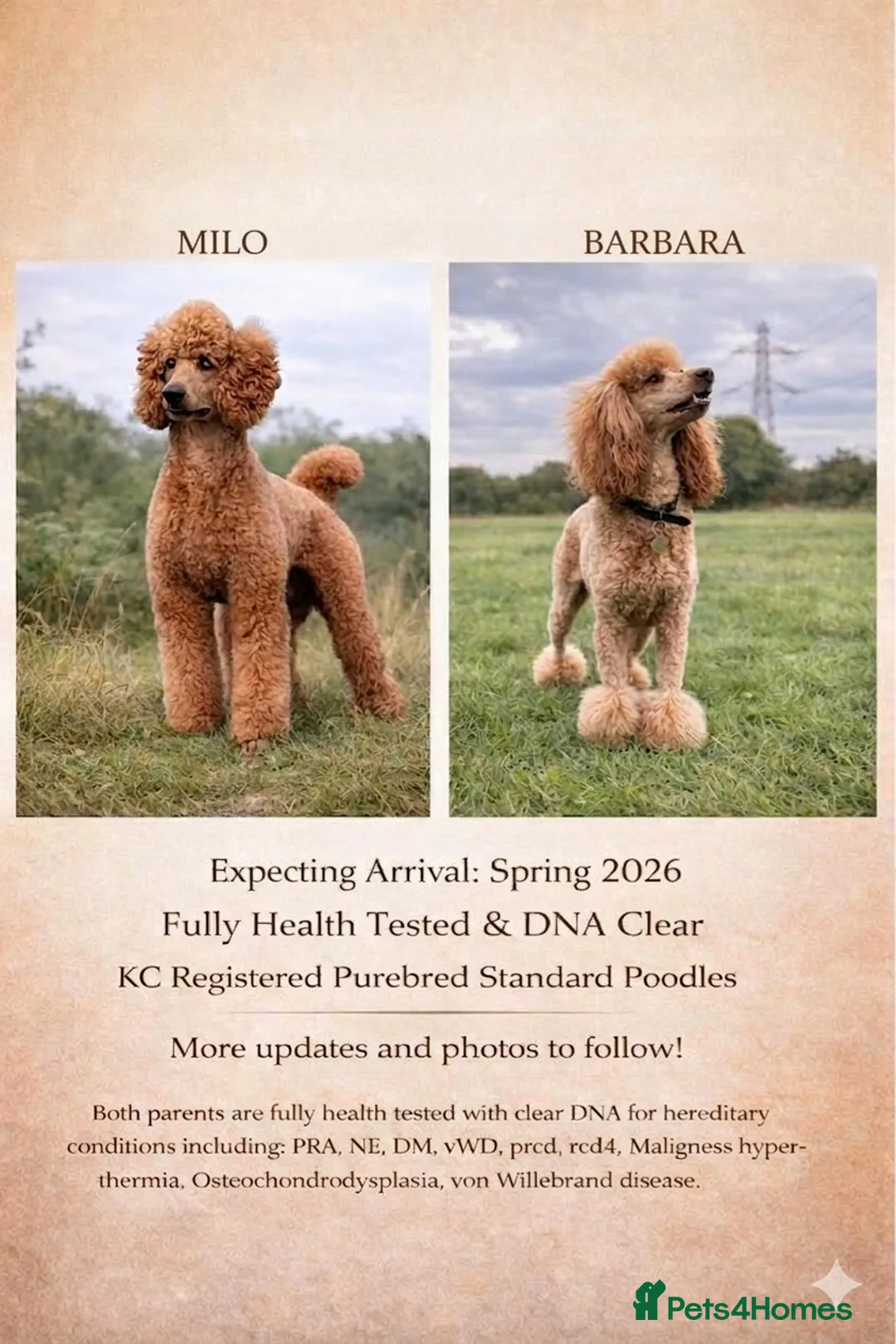 Standard Poodle dogs for sale: KC Standard poodle puppies - RED - Advert 2