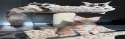 Maine Coon cats for sale: PureBred maine coon kittens - Advert 4