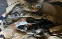 Mixed Breed cats for sale: Friendly kittens ginger boy and  torty girl - Image 17