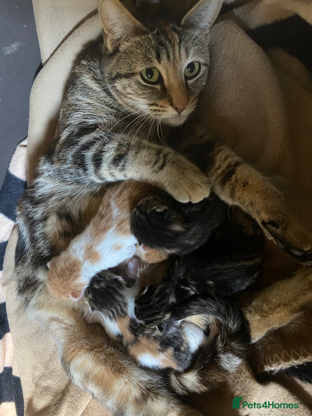 Mixed Breed cats for sale: Friendly kittens ginger boy and  torty girl - Image 17