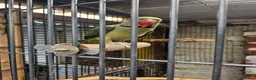 Mixed Breed birds for sale: Alexandraine  - Advert 3