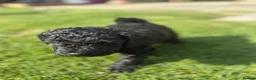 Cockapoo dogs for sale: Cockapoo F1B puppies - Advert 31