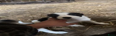 Border Collie 4