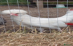 Chickens poultry for sale: 10 x Roosters *FREE*POLISH,serama,pekin *FREE* in Spilsby - Image 5