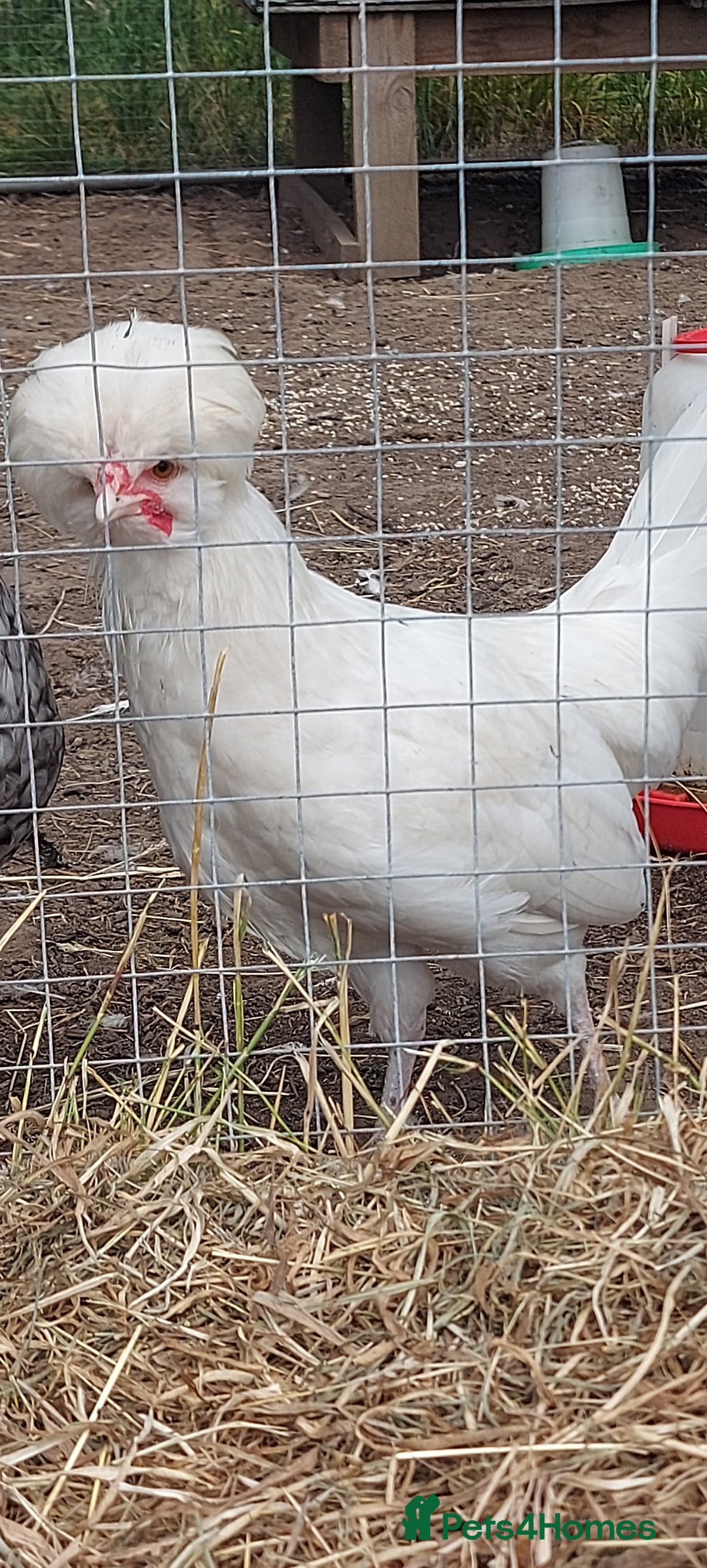 Chickens poultry for sale: 10 x Roosters *FREE*POLISH,serama,pekin *FREE* in Spilsby - Image 5