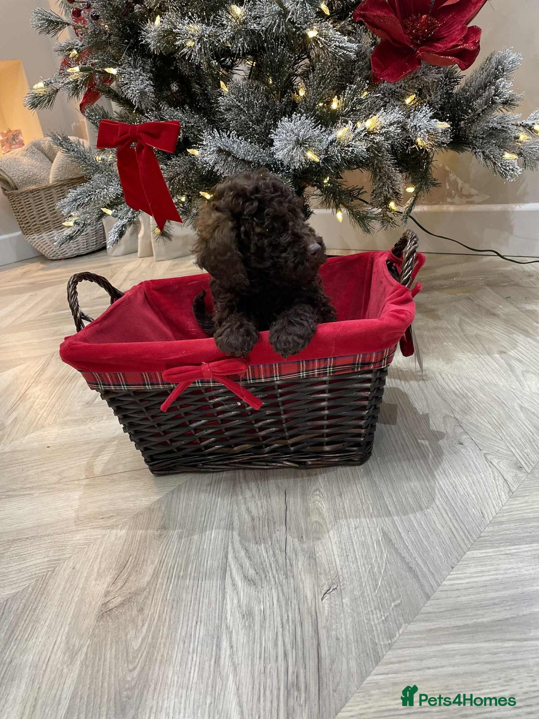 Mini Goldendoodle dogs for sale: LAST 2❗️Miniature goldenoodle pups ready now🏡🌟  - Advert 3