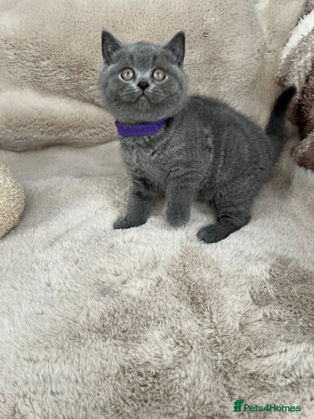 British Shorthair cats for sale: Beautiful British Shorthair  - Advert 9
