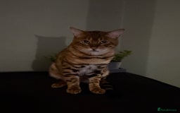 Mixed Breed cats for sale: Ragdoll cross British long hair kittens  - Image 21