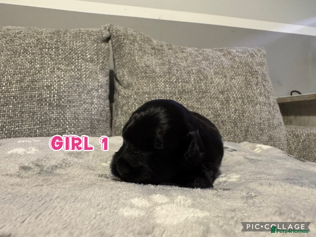 Cavapoo dogs for sale: F2 Toy Cavapoo puppies - Advert 12