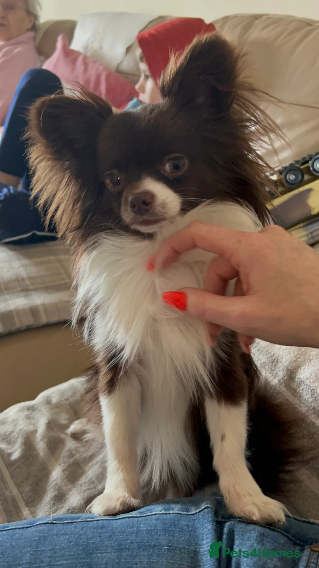 Chihuahua dogs for stud: Small Long coat chocolate and white chihuahua  - Advert 4