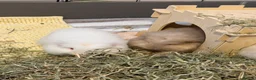 Guinea Pig rodents for sale: Well handled sheltie x teddy baby boar guinea pigs - Advert 3
