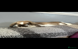 Mini Lop rabbits for sale: Plush lop  - Image 3