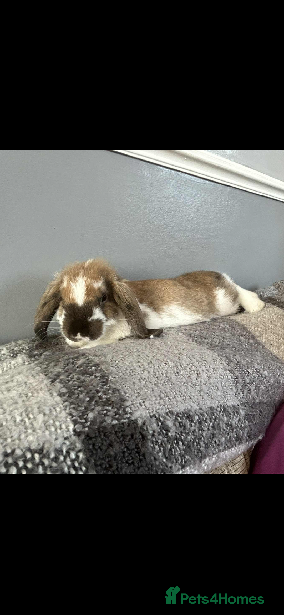 Mini Lop rabbits for sale: Plush lop  - Image 3